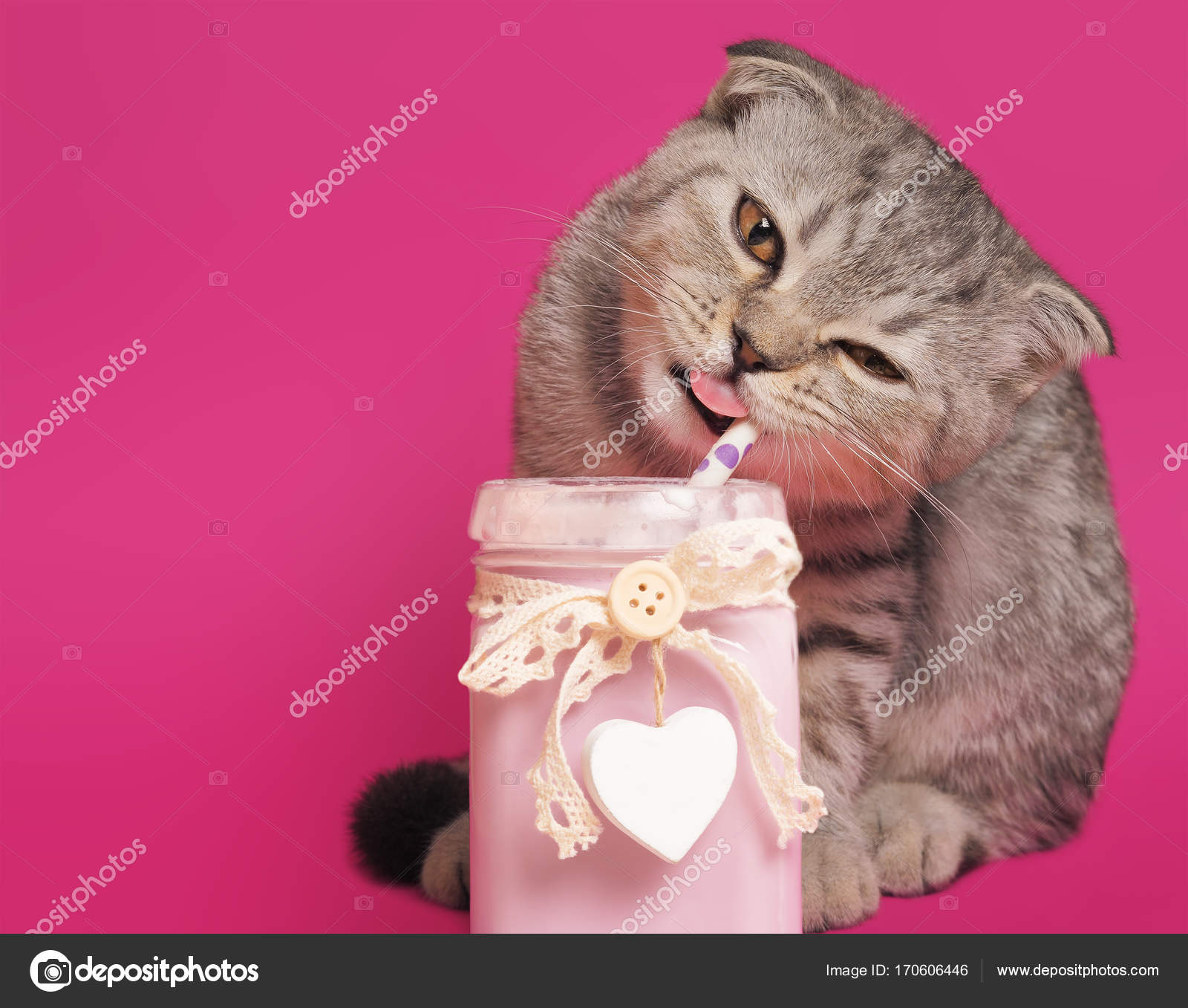 A charming gray scottish fold kitten eats a milkshake on a pink background. Stock Photo by