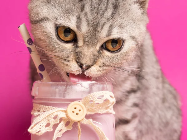 Büyüleyici bir gri İskoç kat kedi yavrusu pembe bir arka plan üzerinde bir milkshake yiyor. Close