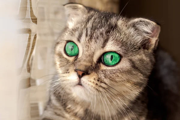 Retrato de gato. — Foto de Stock