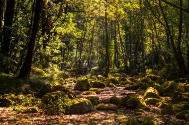 Sonbahar renkleri geliyor