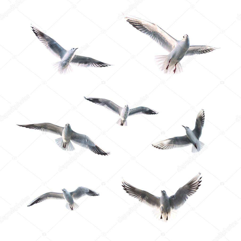 flying seaguls on white background