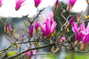Güzel pembe bahar Magnolia çiçekleri