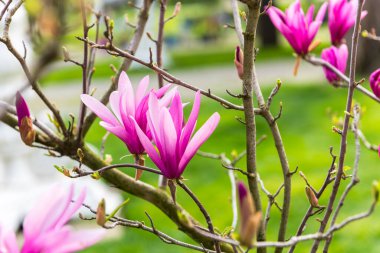 Güzel pembe bahar Magnolia çiçekleri