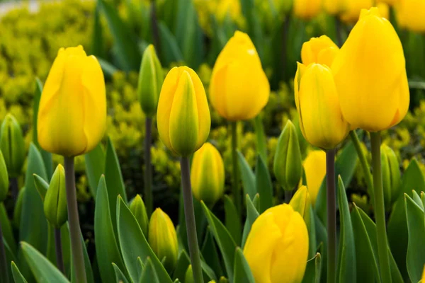 Gelbe Tulpe Mit Grünem Hintergrund — Stockfoto