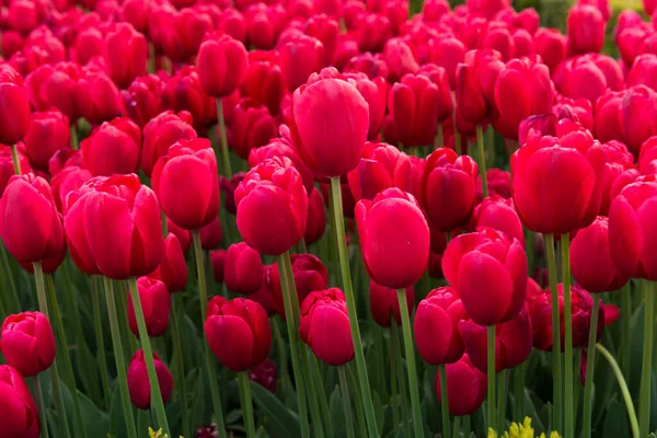 Schöne Rosa Tulpen Garten — Stockfoto