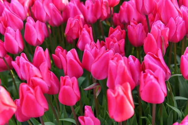 Schöne Rosa Tulpen Garten — Stockfoto