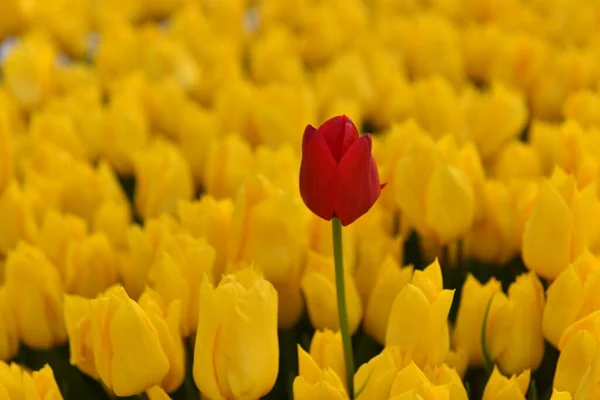Rote Tulpe Mit Gelben Tulpen Hintergrund — Stockfoto