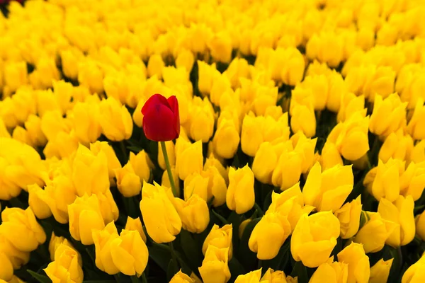 Rode Tulp Met Gele Tulpen Achtergrond — Stockfoto