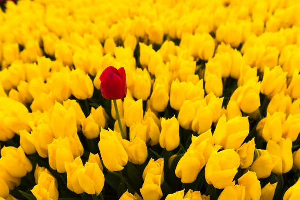 Rote Tulpe Mit Gelben Tulpen Hintergrund — Stockfoto