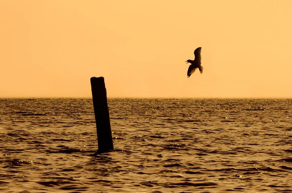 Lonely Seagull flying over the lake in the evening sunset — Stock Photo, Image