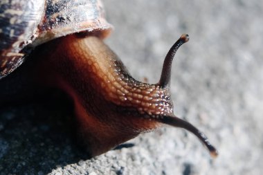 Boynuzlu salyangoz gri bir taş üzerinde oturan ve ışıkta tadını çıkarma