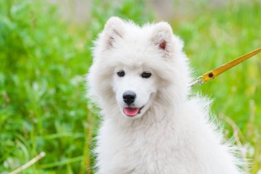 mutlu Samoyed köpek, beyaz ve bir yürüyüş için dışarı kabarık