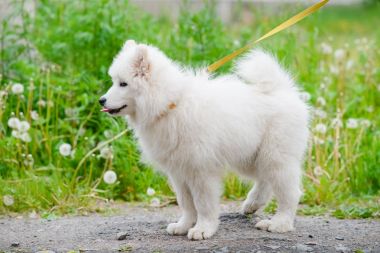 mutlu Samoyed köpek, beyaz ve bir yürüyüş için dışarı kabarık