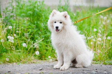 mutlu Samoyed köpek, beyaz ve bir yürüyüş için dışarı kabarık