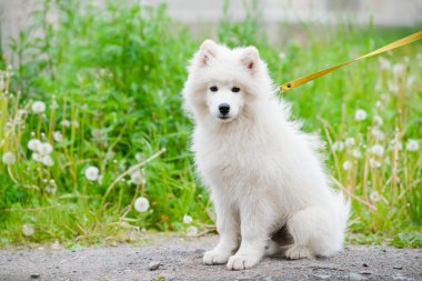 mutlu Samoyed köpek, beyaz ve bir yürüyüş için dışarı kabarık