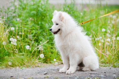 mutlu Samoyed köpek, beyaz ve bir yürüyüş için dışarı kabarık