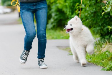 mutlu Samoyed köpek, beyaz ve bir yürüyüş için dışarı kabarık