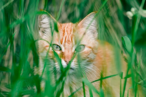 Red cat hiding in the grass and hunt