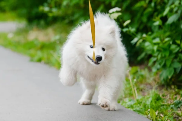Šťastný pes samojed, bílé a nadýchané ven na procházku — Stock fotografie