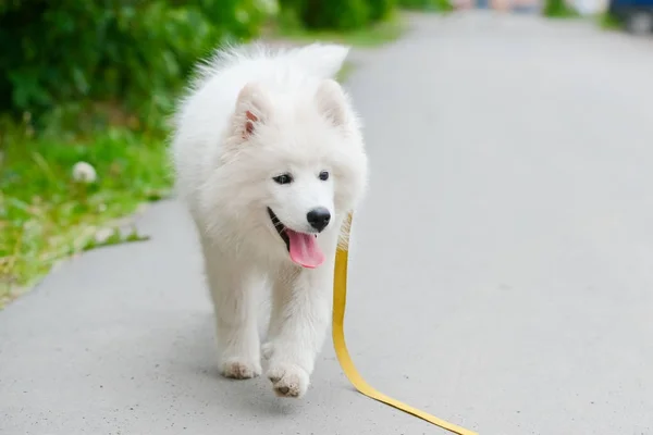 Mutlu Samoyed köpek, beyaz ve bir yürüyüş için dışarı kabarık — Stok fotoğraf