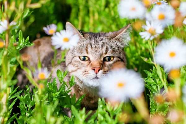 Красива щаслива таббі кішка гуляє в яскравій сонячній траві і нюхає квіти ромашки під теплим літнім сонцем — стокове фото