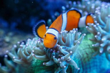 Harika ve güzel sualtı dünya mercan ve tropikal balık. Bir mercan kayalığı bir tropikal balık fotoğrafı. Maskeli kelebek balık ve mercan resif sualtı görüntü.