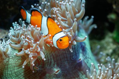 Wonderful and beautiful underwater world with corals and tropical fish. Photo of a tropical Fish on a coral reef. Underwater image of coral reef and Masked Butterfly Fish. clipart