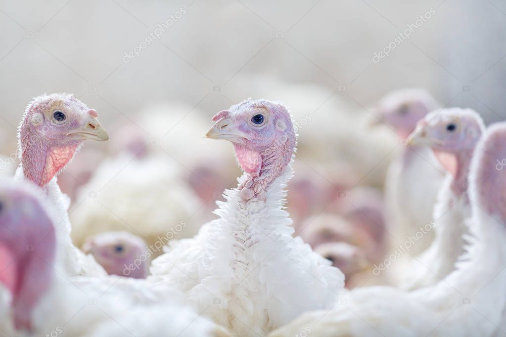 Turkey on a farm , breeding turkeys. Turkey isolated on the white background. Turkey. White turkey portrait. Flock of Turkeys at the farm.