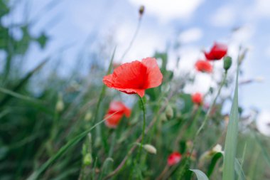 Vahşi alanda çiçek kırmızı haşhaş çiçeği. Güzel alan kırmızı p