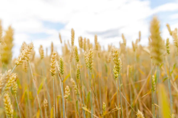 Çavdar alanındaki detaylı çavdar spike. Tarım kavramı. Buğday 