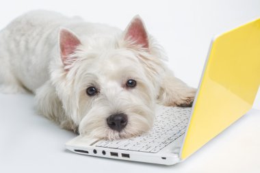 bir dizüstü bilgisayarda beyaz bir arka plan, Akıllı köpek, köpek