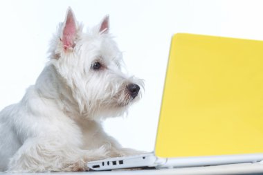 bir dizüstü bilgisayarda beyaz bir arka plan, Akıllı köpek, köpek
