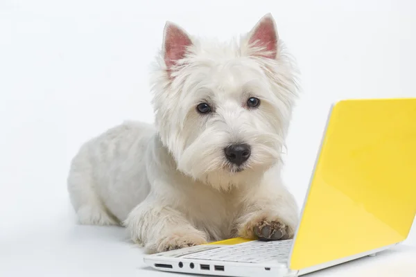 Pes na notebooku na bílém pozadí, chytrý pes Royalty Free Stock Obrázky