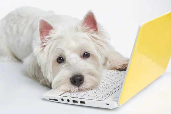 Pes na notebooku na bílém pozadí, chytrý pes Stock Obrázky