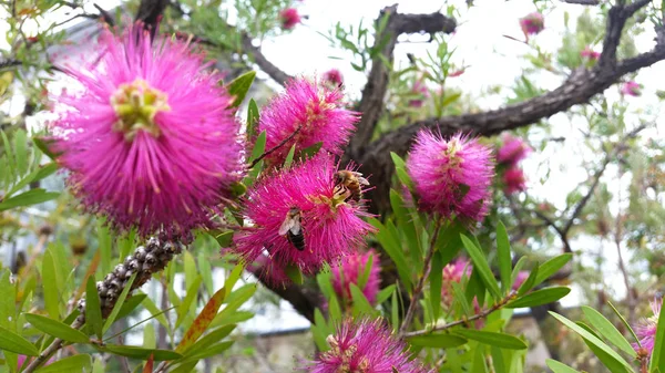 Abelha em uma flor de uma árvore florescente — Vetor de Stock