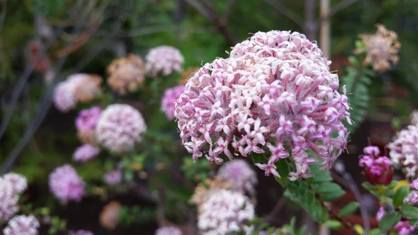 Schöne Blume eines blühenden Baumes — Stockvektor