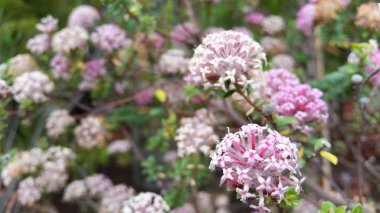 Çiçek açan bir ağacın güzel çiçeği.