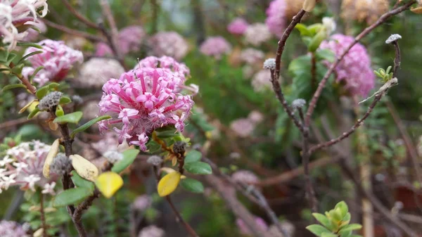 Bela flor de uma árvore florescente — Vetor de Stock