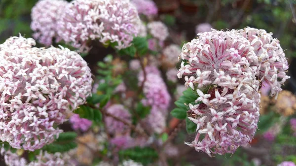 花の木の美しい花 — ストックベクタ