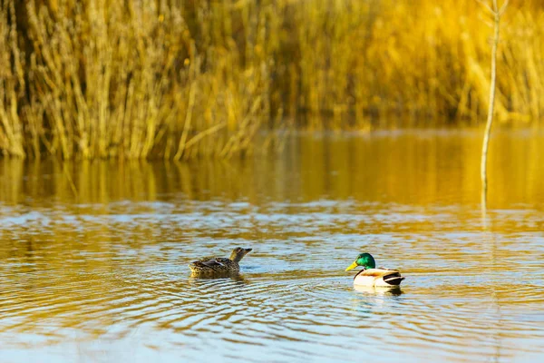 Vogels Van Lente Soms — Stockfoto