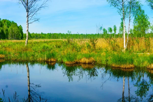 沼と森を風景します — ストック写真