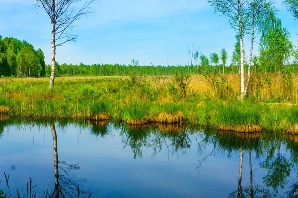 Landschap Het Forest Met Het Moeras — Stockfoto