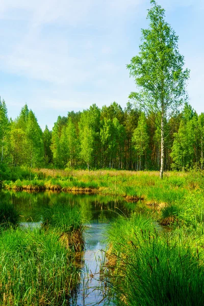 Liggande Skogen Med Träsket — Stockfoto