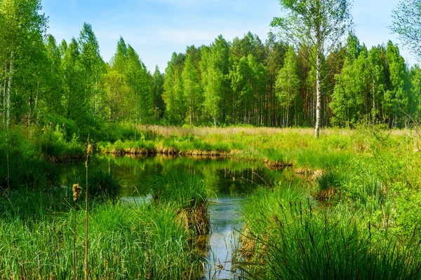 Bataklık sahip manzara