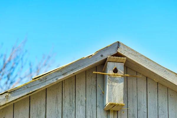 Una Casetta Uccelli Primavera Tramonto — Foto Stock