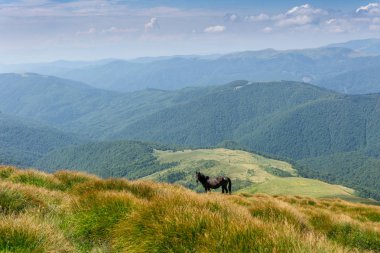 Ukrayna Karpatlarının resimli doğası