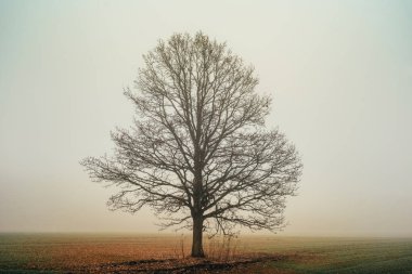 Belarus 'un güzel manzarası