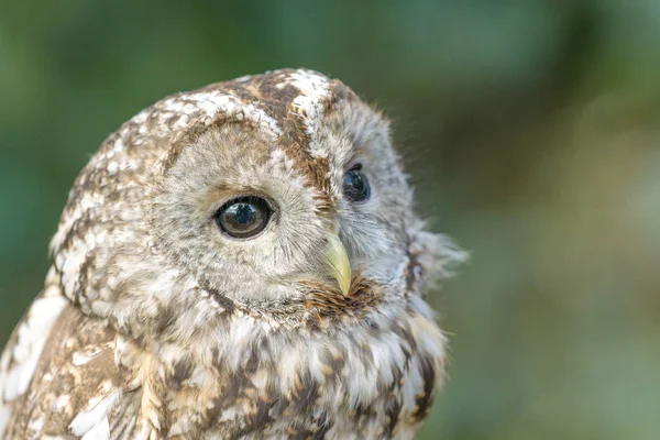 Yırtıcı Kuş yakın çekim