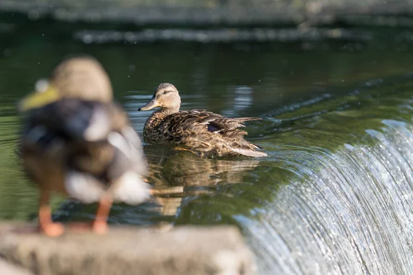 Patos Descansan Río Ciudad — Foto de Stock