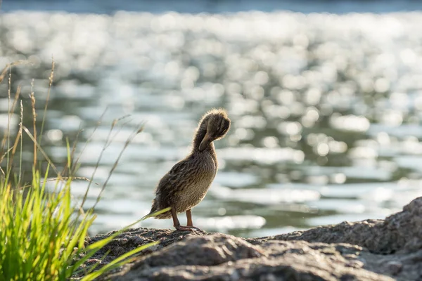 Ördekler şehirdeki nehirde dinleniyor.